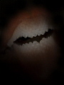   Batman dentures Olympus lense 105 macro F14 1180s iso 100 strobe ikelite Ds 161 snoot F/14 14 ,1/180s ,1180s ,1 180s /+snoot +snoot  